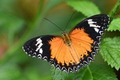 mariposario del drago, icod de los vinos