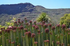 masca, parque rural de teno