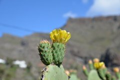 masca, parque rural de teno