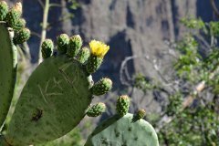 masca, parque rural de teno