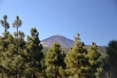 teide y bosque, parque nacional del teide