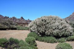 retama en flor, parque nacional del teide