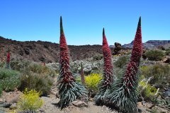 tajinastes en flor, parque nacional del teide