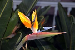 estrelitzia, tenerife