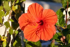 hibisco, tenerife