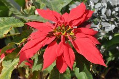 flor de pascua, tenerife