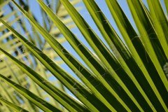 hoja de palmera, tenerife