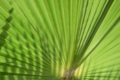 hoja de palmera, tenerife