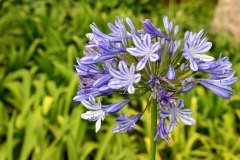 flor, parque taoro