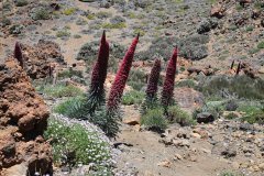 tajinastes, parque nacional del teide