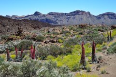 tajinastes, parque nacional del teide