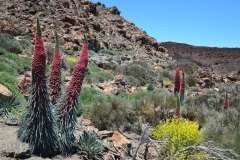tajinastes, parque nacional del teide