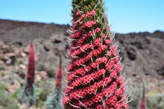 tajinaste, parque nacional del teide