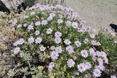 flores, parque nacional del teide