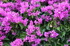 bougainvilea, tenerife
