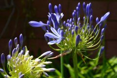 flor, tenerife