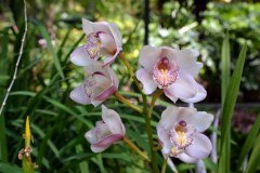 orquidea, jardín botanico puerto de la cruz