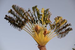 estrelitzia gigante, playa jardín