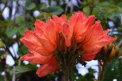 arbol de tulipanes, la paz