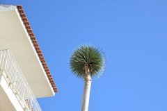 drago joven, puerto de la cruz