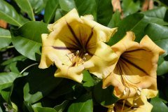 flor amarilla de la copa de la vid de oro, parque taoro