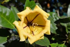 flor amarilla de la copa de la vid de oro, parque taoro