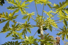 papaya, puerto de la cruz