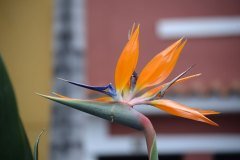 estrelitzia