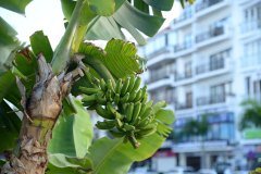 platanos, san telmo
