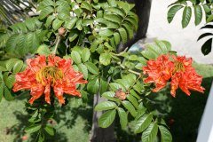 arbol de tulipanes