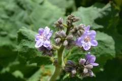flor azul