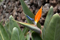 estrelitzia