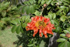 arbol de tulipanes