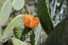 opuntia en flor