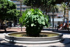 plaza del charco