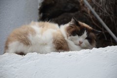gato, san juan de la rambla