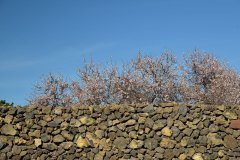 almendro en flor, santiago del teide