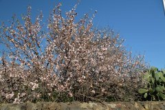 almendro en flor, santiago del teide