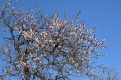 almendro en flor, santiago del teide