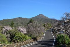 almendros en flor, santiago del teide