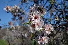 almendro en flor, santiago del teide