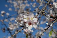 almendro en flor, santiago del teide