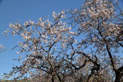 almendro en flor, santiago del teide