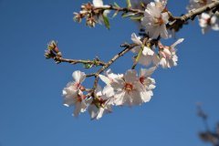 almendro en flor, santiago del teide