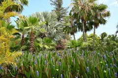 sitio litre, jardín de orchídeas