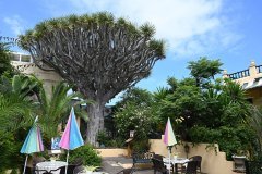 sitio litre, jardín de orchídeas