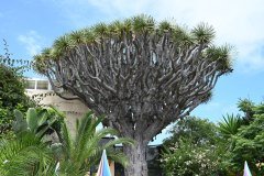 sitio litre, jardín de orchídeas